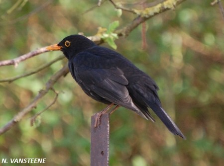 Turdus merula